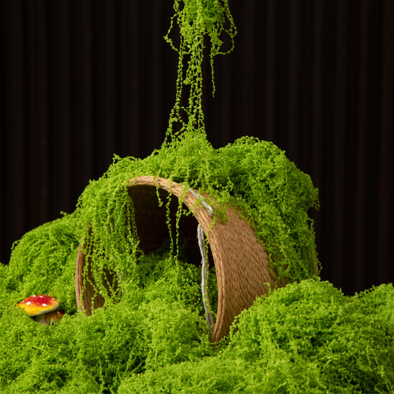 Sphagnum Moss Dry - عشب الحياة الأبدية 200 جرام، نباتات