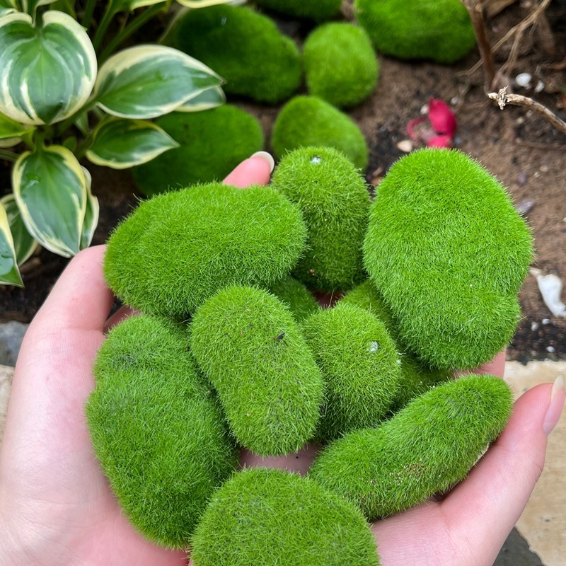 5/30 قطعة من أحجار الطحلب الاص - مراجعة Sphagnum Moss Dry وسعره