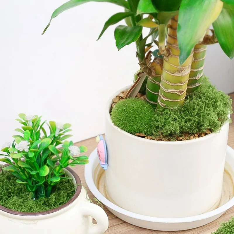 طحلب صناعي واقعي 30/300 جرام ل - مراجعة Sphagnum Moss Dry وسعره